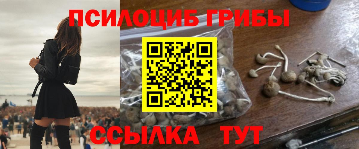 Псилоцибиновые грибы мицелий Тайшет