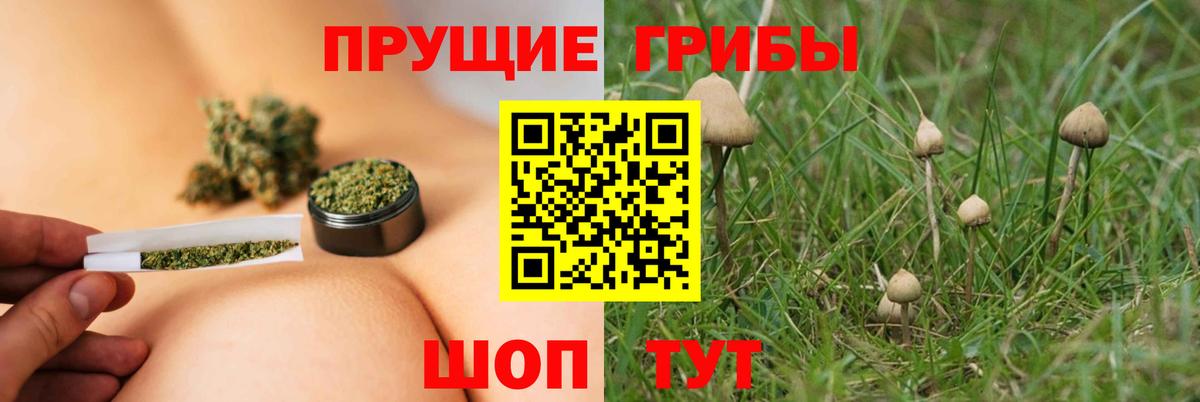 Галлюциногенные грибы Psilocybine cubensis  Вход с VPN  Тайшет 